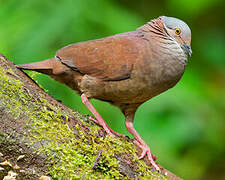 White-throated Quail-Dove