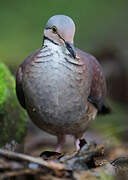 White-throated Quail-Dove