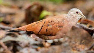 Ruddy Ground Dove