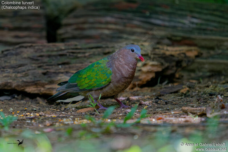 Common Emerald Dove