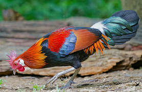 Red Junglefowl