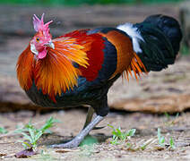 Red Junglefowl