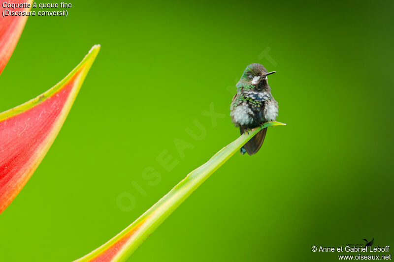 Green Thorntail female