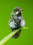 Green Thorntail