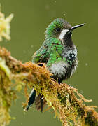 Green Thorntail