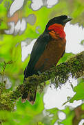 Red-ruffed Fruitcrow