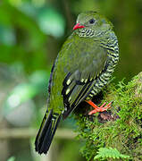 Barred Fruiteater