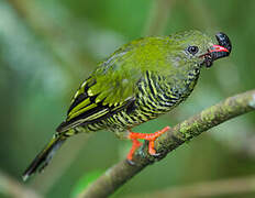 Cotinga barré