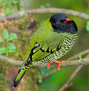 Barred Fruiteater