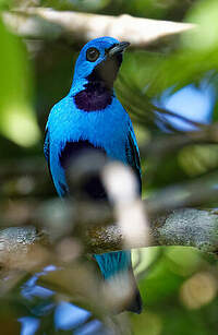 Cotinga bleu