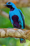 Cotinga bleu