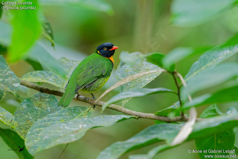 Orange-breasted Fruiteater male adult