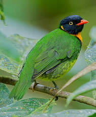 Cotinga jucunda