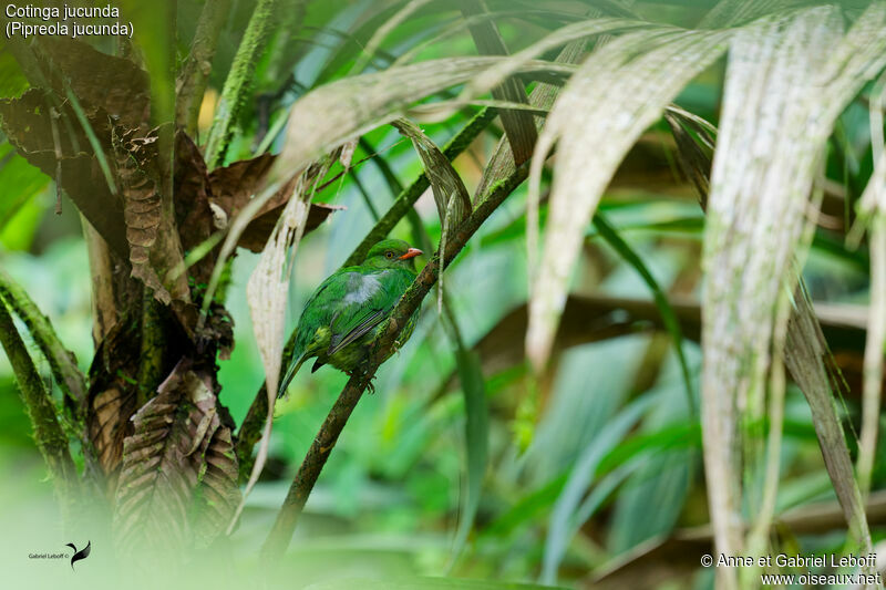 Cotinga jucunda femelle adulte