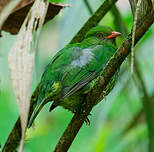 Cotinga jucunda