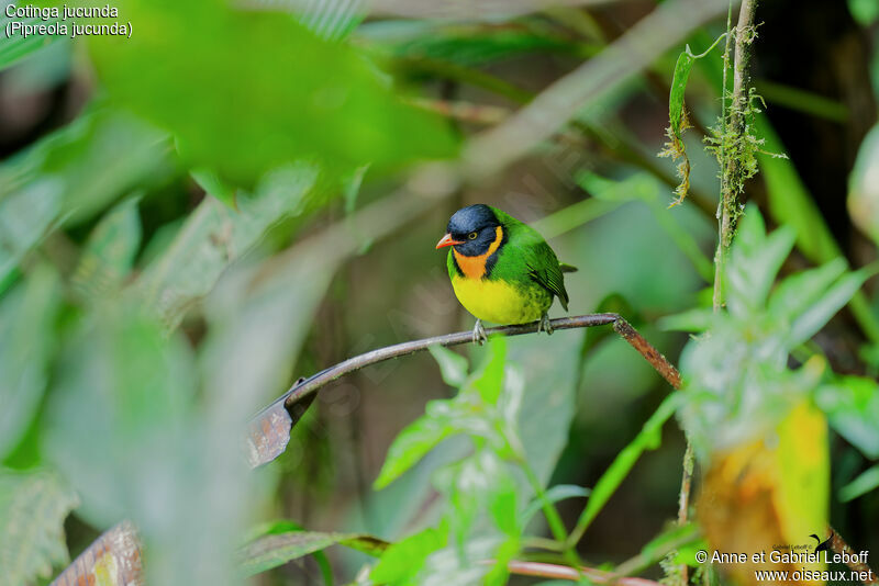 Cotinga jucunda mâle adulte