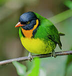 Cotinga jucunda