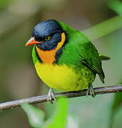 Orange-breasted Fruiteater