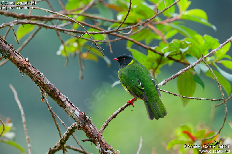 Green-and-black Fruiteater male adult