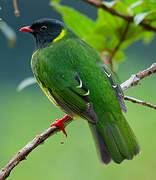 Green-and-black Fruiteater