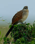 Coucal à sourcils blancs