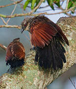 White-browed Coucal