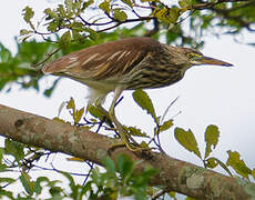 Chinese Pond Heron