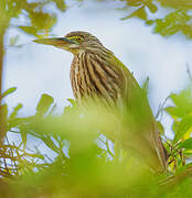 Chinese Pond Heron