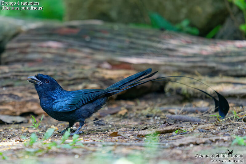 Greater Racket-tailed Drongo