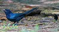 Drongo à raquettes