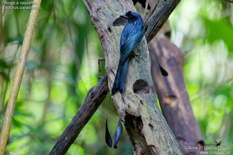 Drongo à raquettes