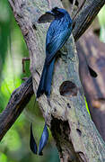 Greater Racket-tailed Drongo