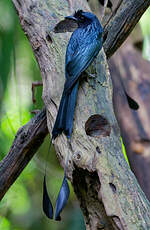 Drongo à raquettes