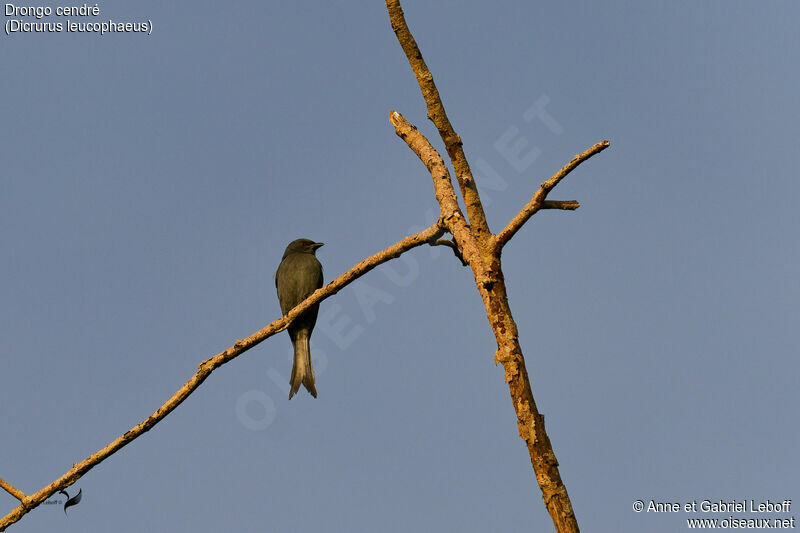 Ashy Drongo