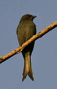 Ashy Drongo