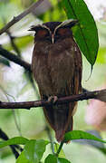 Crested Owl