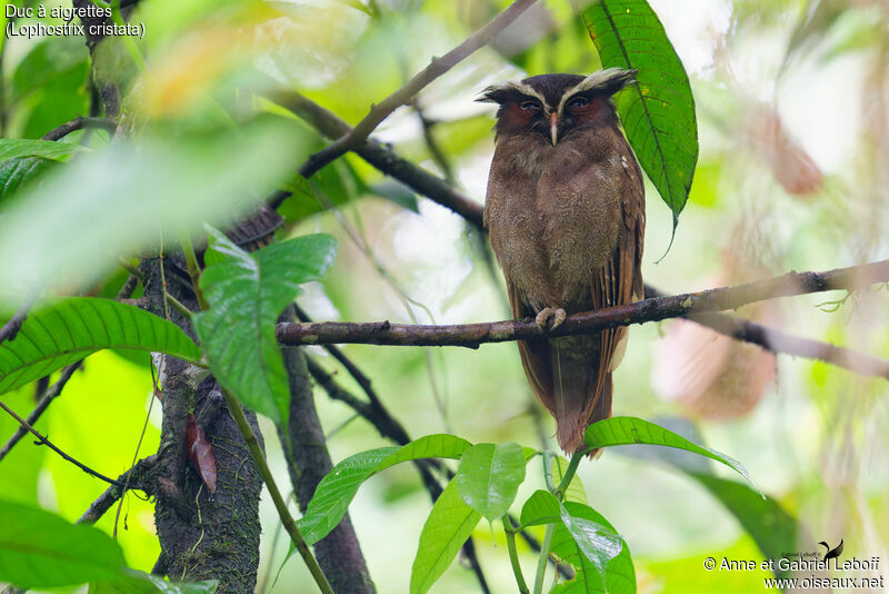 Crested Owladult