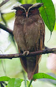 Crested Owl