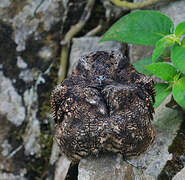 Lyre-tailed Nightjar