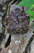 Lyre-tailed Nightjar