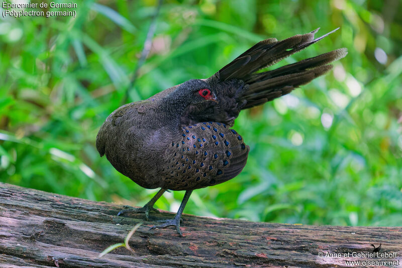 Germain's Peacock-Pheasant