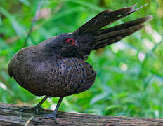 Germain's Peacock-Pheasant