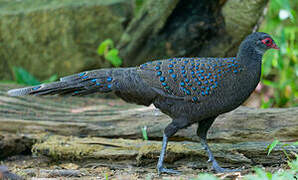 Germain's Peacock-Pheasant