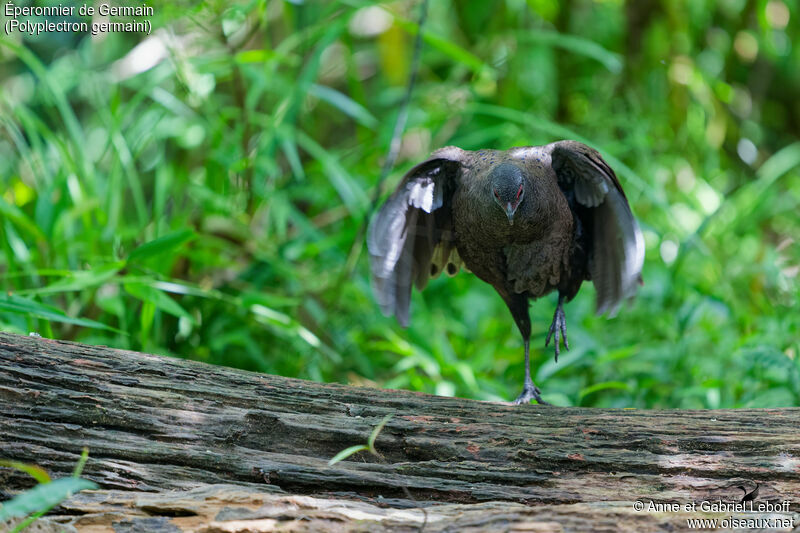 Germain's Peacock-Pheasant