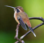 Stripe-throated Hermit