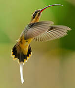 Tawny-bellied Hermit