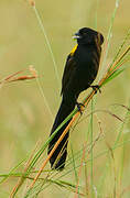 Yellow-mantled Widowbird