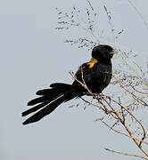 Yellow-mantled Widowbird