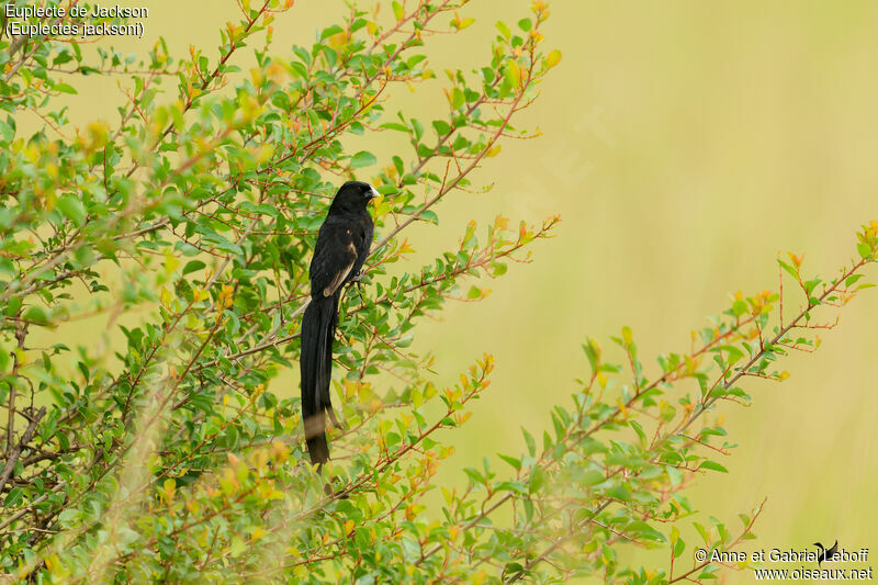 Jackson's Widowbird male adult