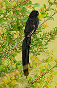 Jackson's Widowbird